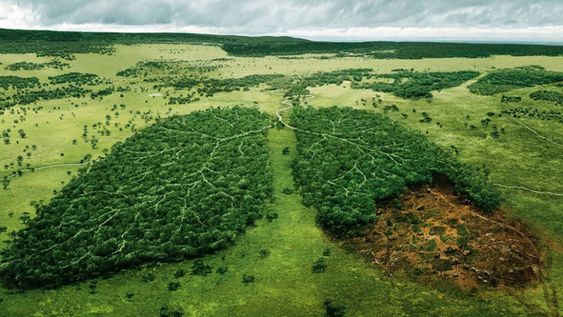 Deforestazione Amazzonia